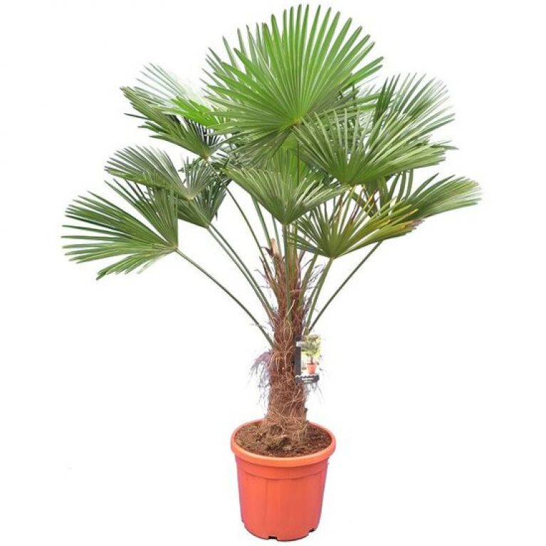 Trachycarpus wagnerianus 160 см